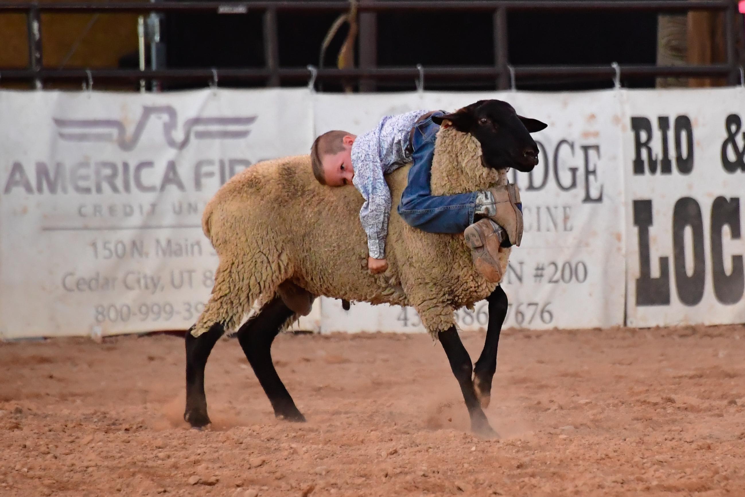 A young cowboy at the Little Buckaroo Rodeo