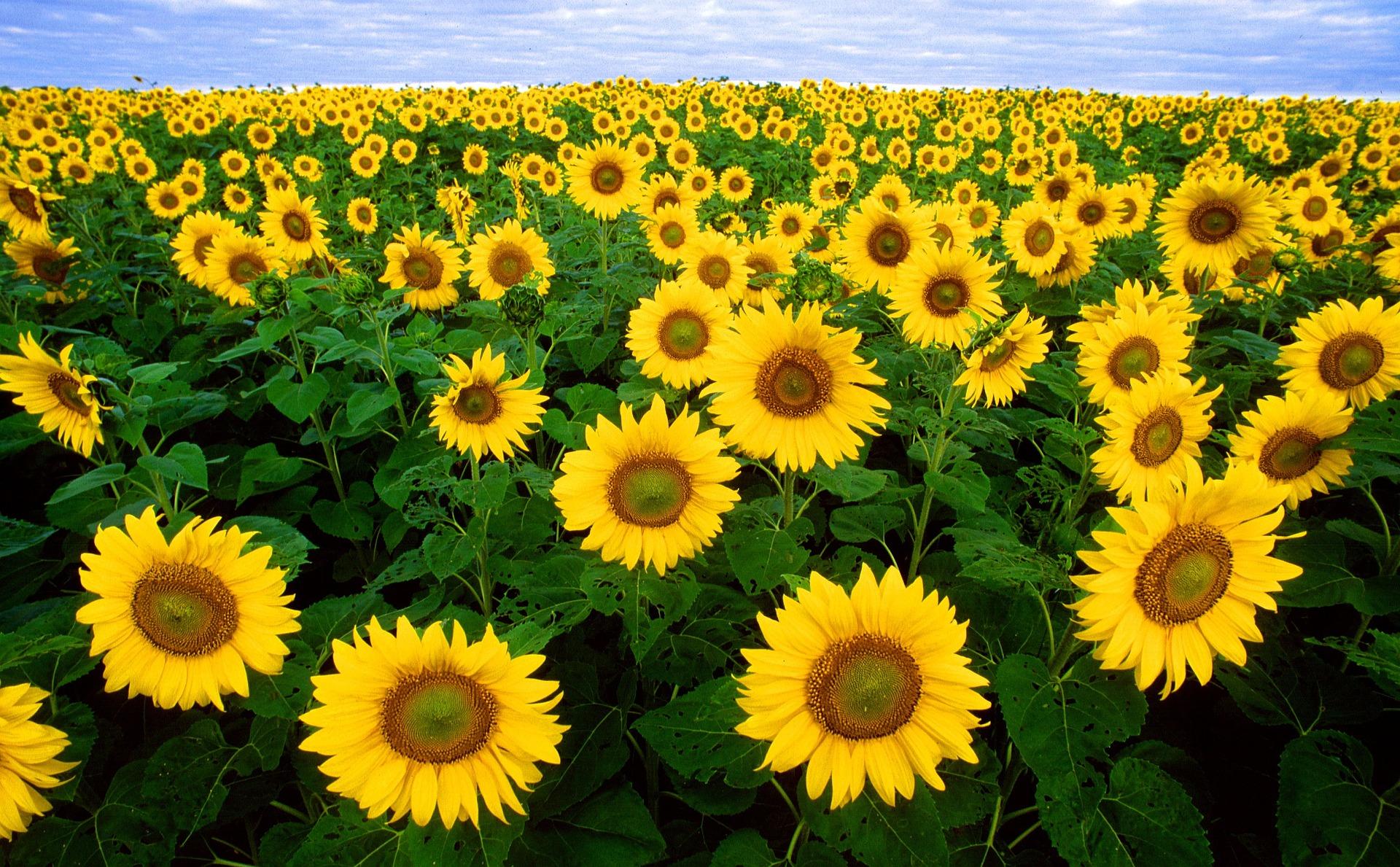 Image of a sunflower field